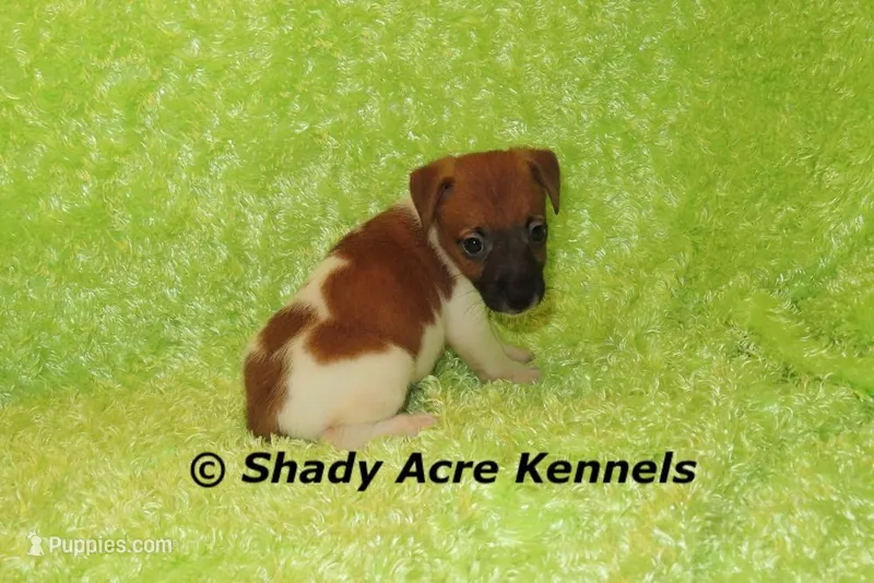 Ely – Jack Russell Terrier puppy for sale in Macon, GA