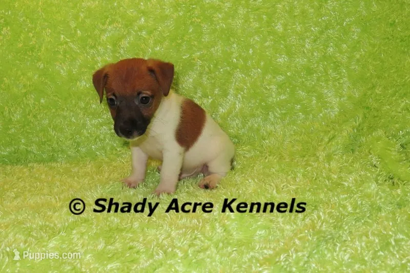 Ely – Jack Russell Terrier puppy for sale in Macon, GA
