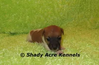 Ely, a male Jack Russell Terrier for sale in Macon, GA – Photo 2 of 5