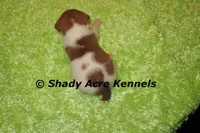 Ely, a male Jack Russell Terrier for sale in Macon, GA – Photo 5 of 5