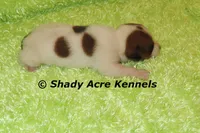 Smooth Shorty Chester, a male Jack Russell Terrier for sale in Macon, GA – 2 of 6