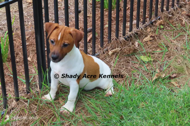 Smooth Shorty Cheff – Jack Russell Terrier puppy for sale in Macon, GA