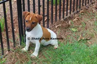 Smooth Shorty Cheff, a male Jack Russell Terrier for sale in Macon, GA – 6 of 8