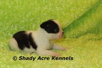 Indy--Splash with a Haggerty Spot, a male Boston Terrier for sale in Macon, GA – 2 of 7
