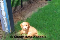 F1b Mini Golden Laroy--average weight 30#, a male Miniature Goldendoodle for sale in Macon, GA – 4 of 8