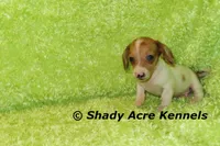Long Coat Yang, a male Miniature Dachshund for sale in Macon, GA – 2 of 8