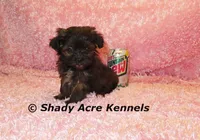 T-cup  Wilma -1lb at 6 wks, a female Shihpoo for sale in Macon, GA – Photo 8 of 10