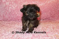 T-cup  Wilma -1lb at 6 wks, a female Shihpoo for sale in Macon, GA – Photo 7 of 10