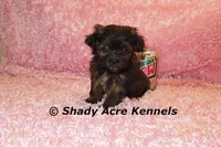 T-cup  Wilma -1lb at 6 wks, a female Shihpoo for sale in Macon, GA – Photo 1 of 10