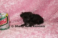 T-cup  Wilma -1lb at 6 wks, a female Shihpoo for sale in Macon, GA – Photo 4 of 10