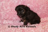 T-cup  Wilma -1lb at 6 wks, a female Shihpoo for sale in Macon, GA – Photo 6 of 10