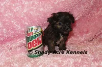 T-cup  Wilma -1lb at 6 wks, a female Shihpoo for sale in Macon, GA – Photo 2 of 10