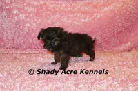 T-cup  Wilma -1lb at 6 wks, a female Shihpoo for sale in Macon, GA – Photo 9 of 10