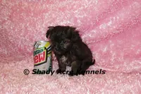 T-cup  Wilma -1lb at 6 wks, a female Shihpoo for sale in Macon, GA – Photo 3 of 10