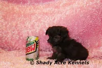 T-cup  Wilma -1lb at 6 wks, a female Shihpoo for sale in Macon, GA – Photo 10 of 10