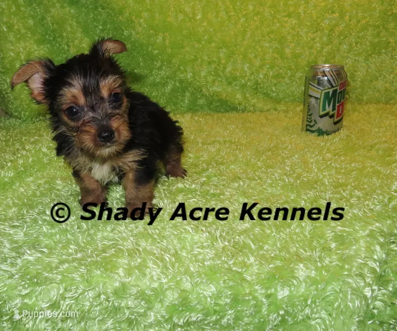 SeaBreeze--AKC reg available – Yorkshire Terrier puppy for sale in Macon, GA