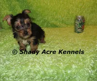 SeaBreeze--AKC reg available, a male Yorkshire Terrier for sale in Macon, GA – 1 of 8