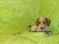 Yang, a male Miniature Dachshund for sale in Macon, GA – 7 of 9