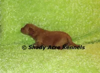 F1b MINI Laroy--average weight 30lbs, a male Miniature Goldendoodle for sale in Macon, GA – 2 of 6