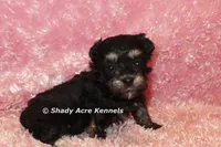 Maddie (AKC registerable), a female Havanese for sale in Macon, GA – 1 of 5