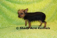 Frederick--5lbs, a male Yorkshire Terrier for sale in Macon, GA – 6 of 7