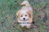 Gironimo--Parent pics too, a male Mal Shi for sale in Macon, GA – 2 of 10