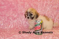 Mamie, a female Shichon for sale in Macon, GA – Photo 5 of 9