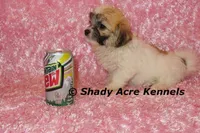 Mamie, a female Shichon for sale in Macon, GA – Photo 2 of 9