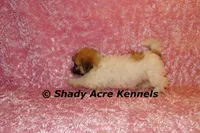 Mamie, a female Shichon for sale in Macon, GA – Photo 6 of 9