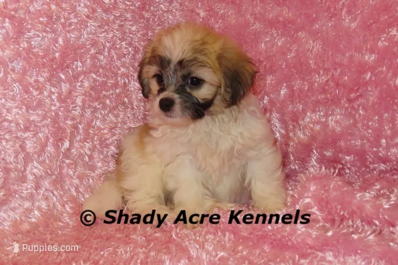 Mamie, a female Shichon for sale in Macon, GA – Photo 1 of 9