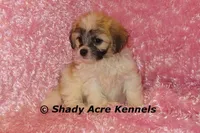 Mamie, a female Shichon for sale in Macon, GA – Photo 1 of 9
