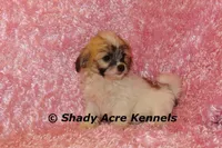 Mamie, a female Shichon for sale in Macon, GA – Photo 9 of 9
