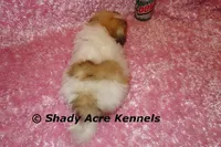 Mamie, a female Shichon for sale in Macon, GA – Photo 7 of 9