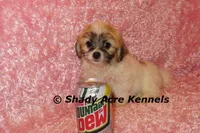 Mamie, a female Shichon for sale in Macon, GA – Photo 3 of 9