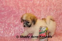 Mamie, a female Shichon for sale in Macon, GA – Photo 4 of 9