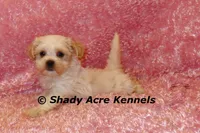 Diamond, a female Mal Shi for sale in Macon, GA – 10 of 10