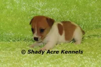 Gilmore, a male Jack Russell Terrier for sale in Macon, GA – 2 of 8