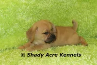 Bear, a male Puggle for sale in Macon, GA – 3 of 8