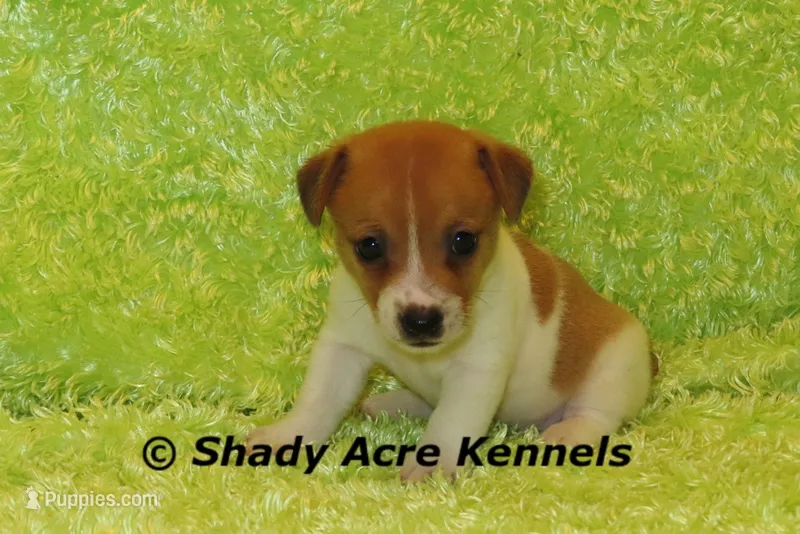 Shorty Gilmore – Jack Russell Terrier puppy for sale in Macon, GA