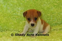 Gilmore, a male Jack Russell Terrier for sale in Macon, GA – 7 of 8