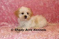 Diamond-mature weight 8-10 lb, a female Mal Shi for sale in Macon, GA – 2 of 10