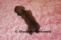 Bustine, a female Miniature Dachshund for sale in Macon, GA – 6 of 7