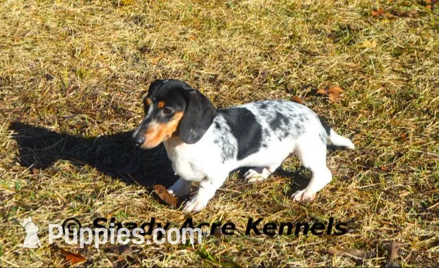 Yang-Parent pics too, a male Miniature Dachshund for sale in Macon, GA – 10 of 10