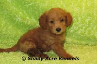 F1b MINI Laroy--average weight 30lbs, a male Miniature Goldendoodle for sale in Macon, GA – 1 of 8