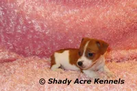 Smooth Shorty Cheela, a female Jack Russell Terrier for sale in Macon, GA – 5 of 10
