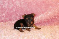 Bloxie-both parents are <5 lbs., a female Yorkshire Terrier for sale in Macon, GA – 9 of 9