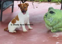 Smooth Shorty Cheff, a male Jack Russell Terrier for sale in Macon, GA – 3 of 8