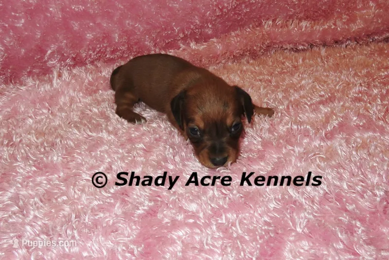 Bustine – Miniature Dachshund puppy for sale in Macon, GA