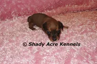 Bustine, a female Miniature Dachshund for sale in Macon, GA – 1 of 7