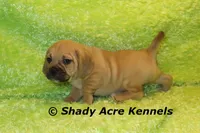 Bear, a male Puggle for sale in Macon, GA – 8 of 8